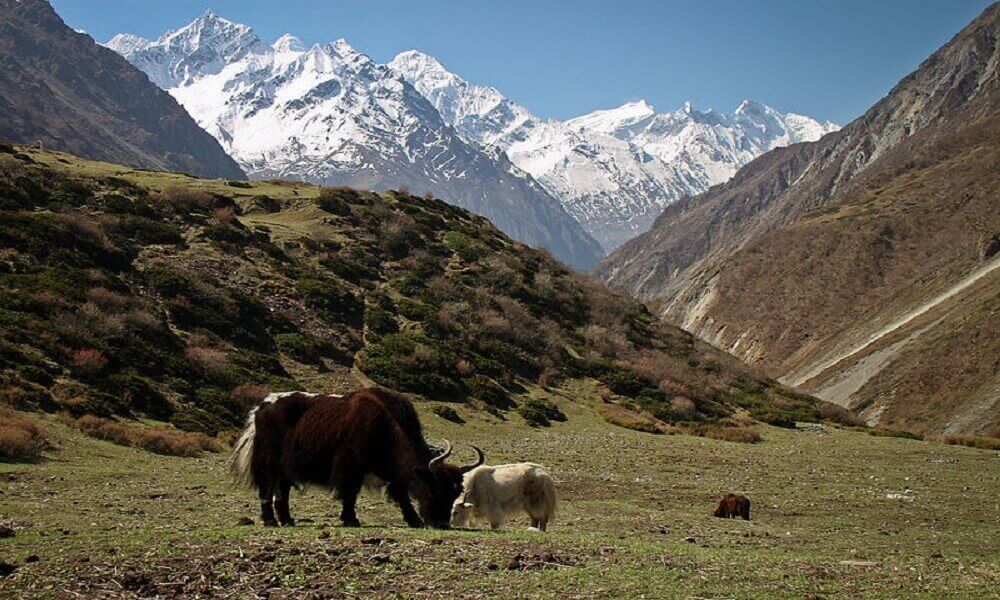 Manaslu Trek Difficulty